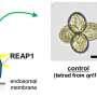 A molecular bridge connects two signaling pathways critical for pollen development
