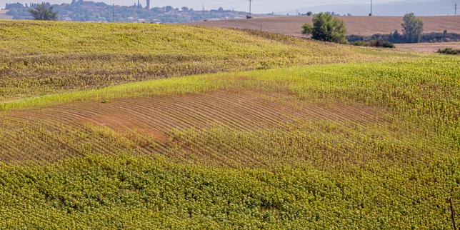 "Another summer like this one and there will be no more cereal growers around here": in Haute-Garonne, maize and sorghum are succumbing to extreme heat.