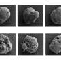 Cell 'invisibility cloaks' could offer side-effect-free diabetes treatment