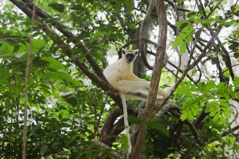 100 species on the brink get a $200m conservation lifeline