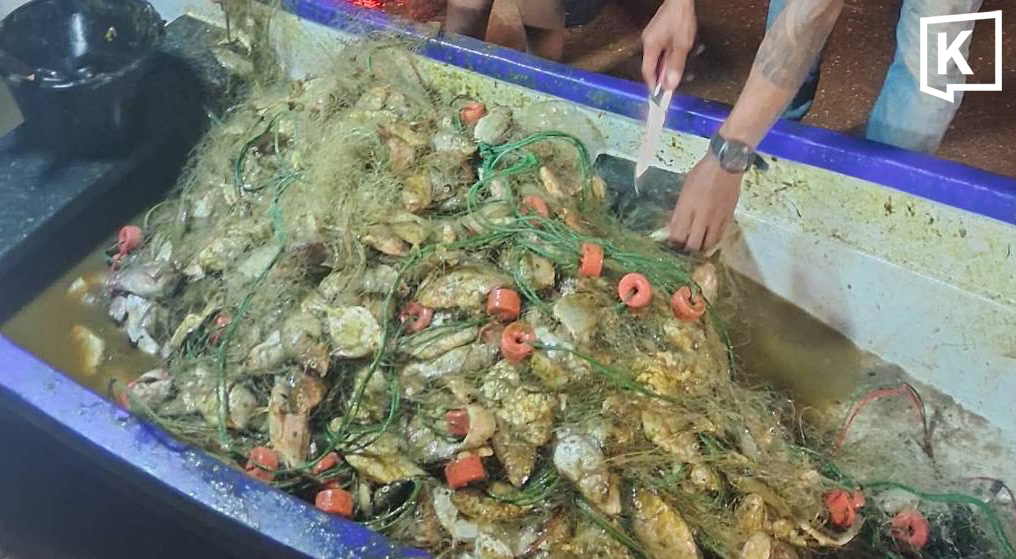 Invasive blackchin tilapia caught in large numbers off Chonburi coast