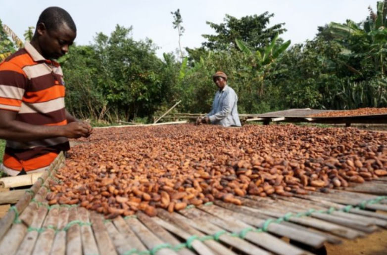 COCOBOD warns LBCs against buying cocoa on credit; threatens to withdraw licenses