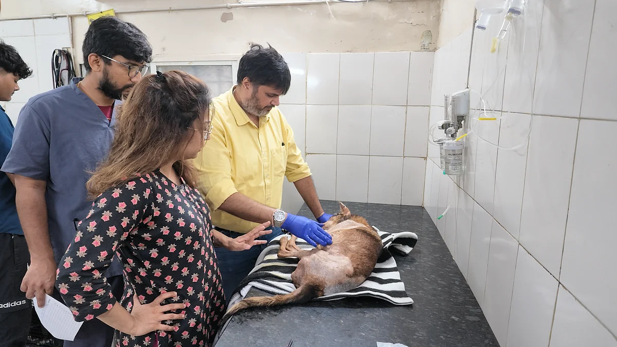 Angels Of Pune: Giving Stray Animals A Second Chance At Life