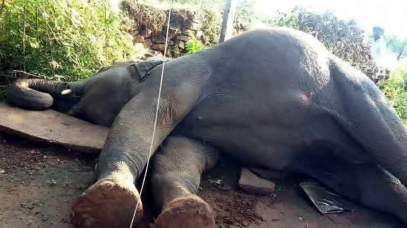 Female Elephant Electrocuted, Male Companion Turns Aggressive In MP’s Mauganj