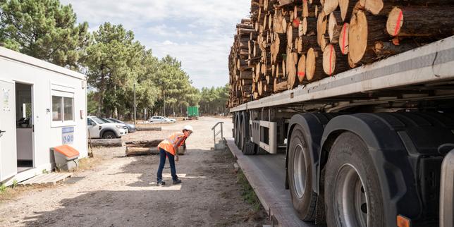After wildfires, southwest France's timber sector preps for mass influx of salvageable wood