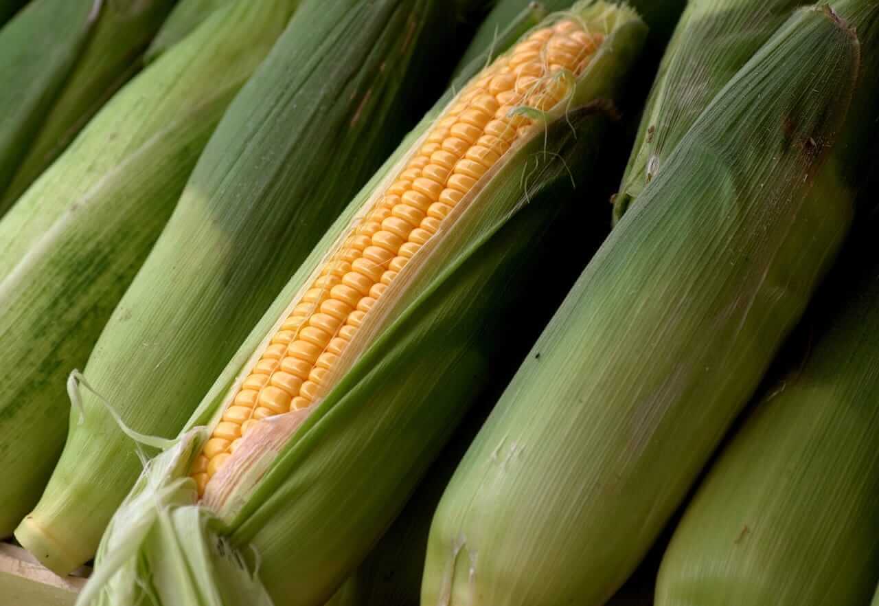 Corn Faces Pressure into the Weekend