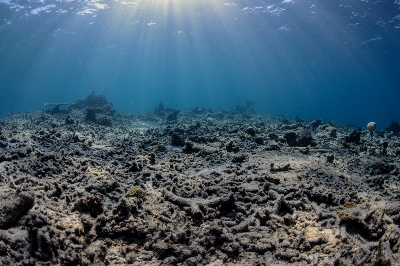 Fishers detonate a bomb every hour on one Indonesian coral reef