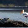 Crocodiles can't fly. Birds can. Scientists have finally figured out why
