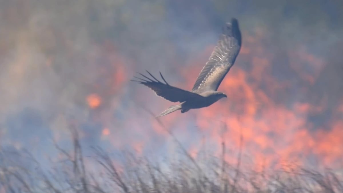 While Other Animals Flee Fire, Raptors Make a Killing