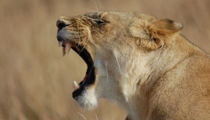 Lions, Lions and Lions, Oh My! 15 Photos of the Most Majestic Big Cats Found Throughout Africa