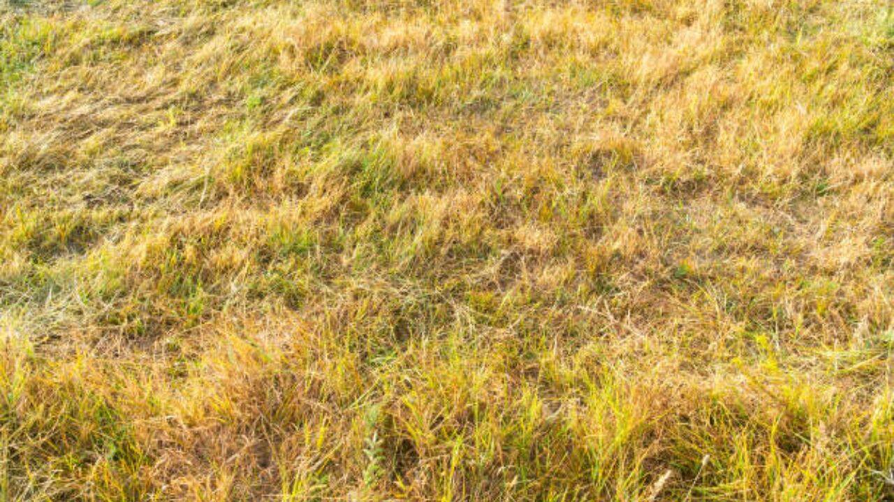 Why Britain's grass is turning yellow after its driest month ever