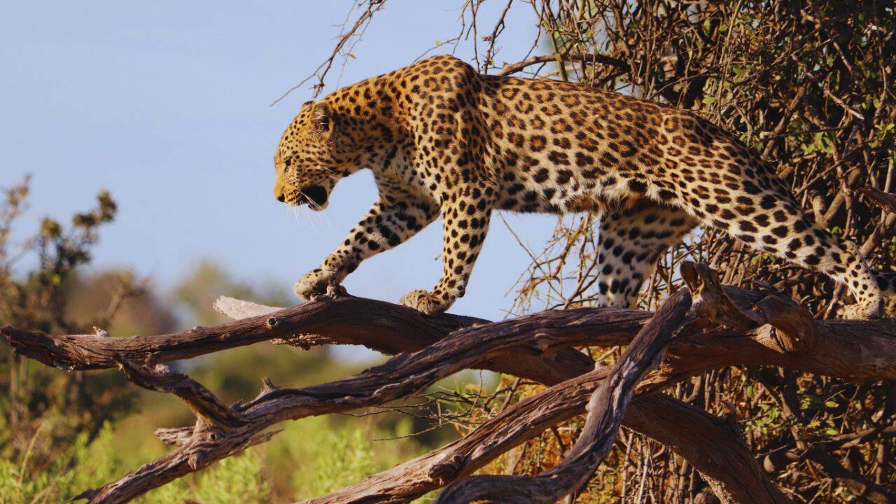 Where leopards lounge on trees: Inside Sri Lanka's Yala National Park
