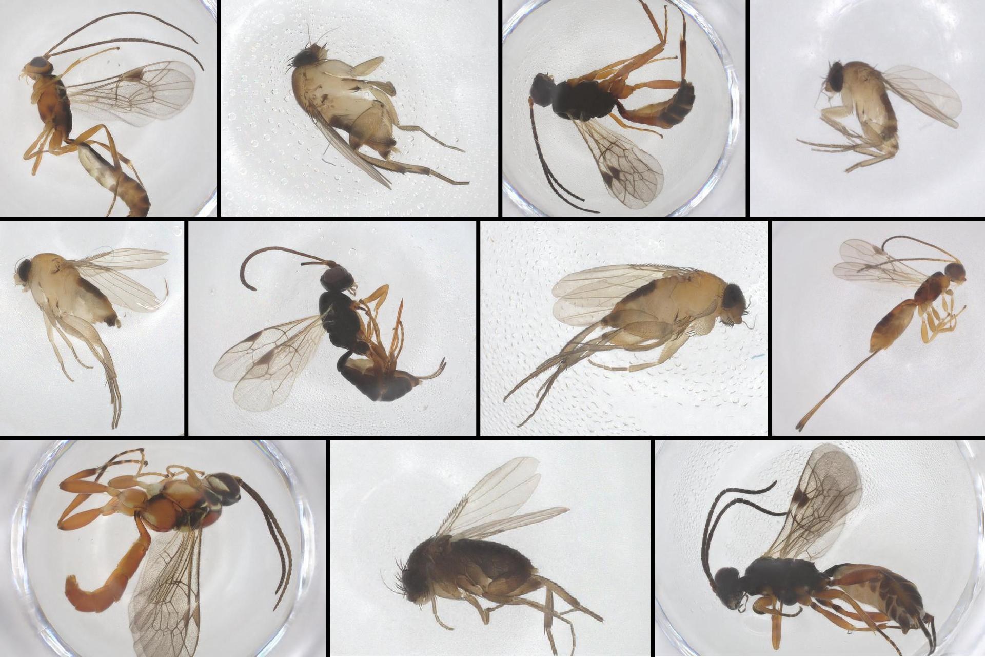 We think we just discovered some new species living in New York City