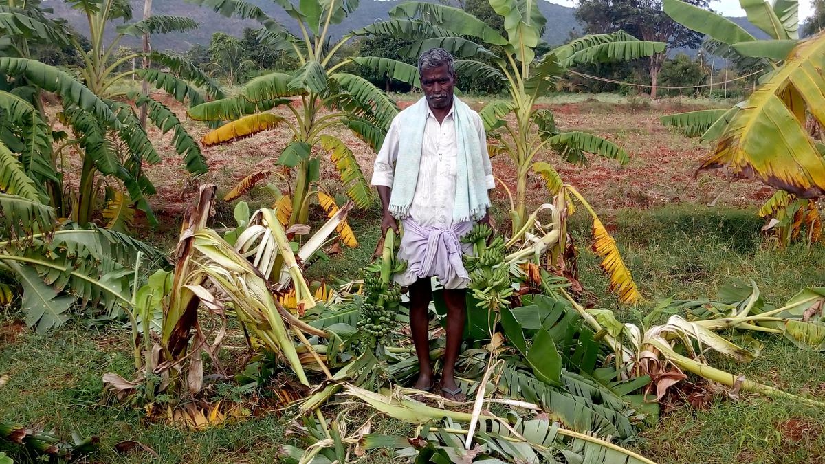 Wildlife attacks leave farmers counting losses in Kozhikode