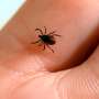 EU to study potential vaccine for Lyme disease: Companies