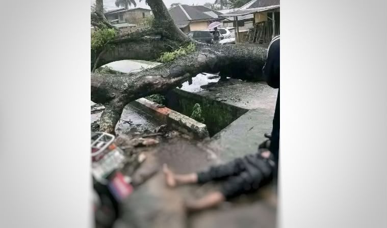 Fallen tree kills motorcyclist in Uyo, raising questions over government’s management of aged trees