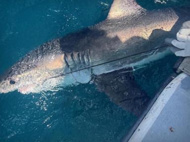 WATCH: Great white sharks could help predict hurricanes?