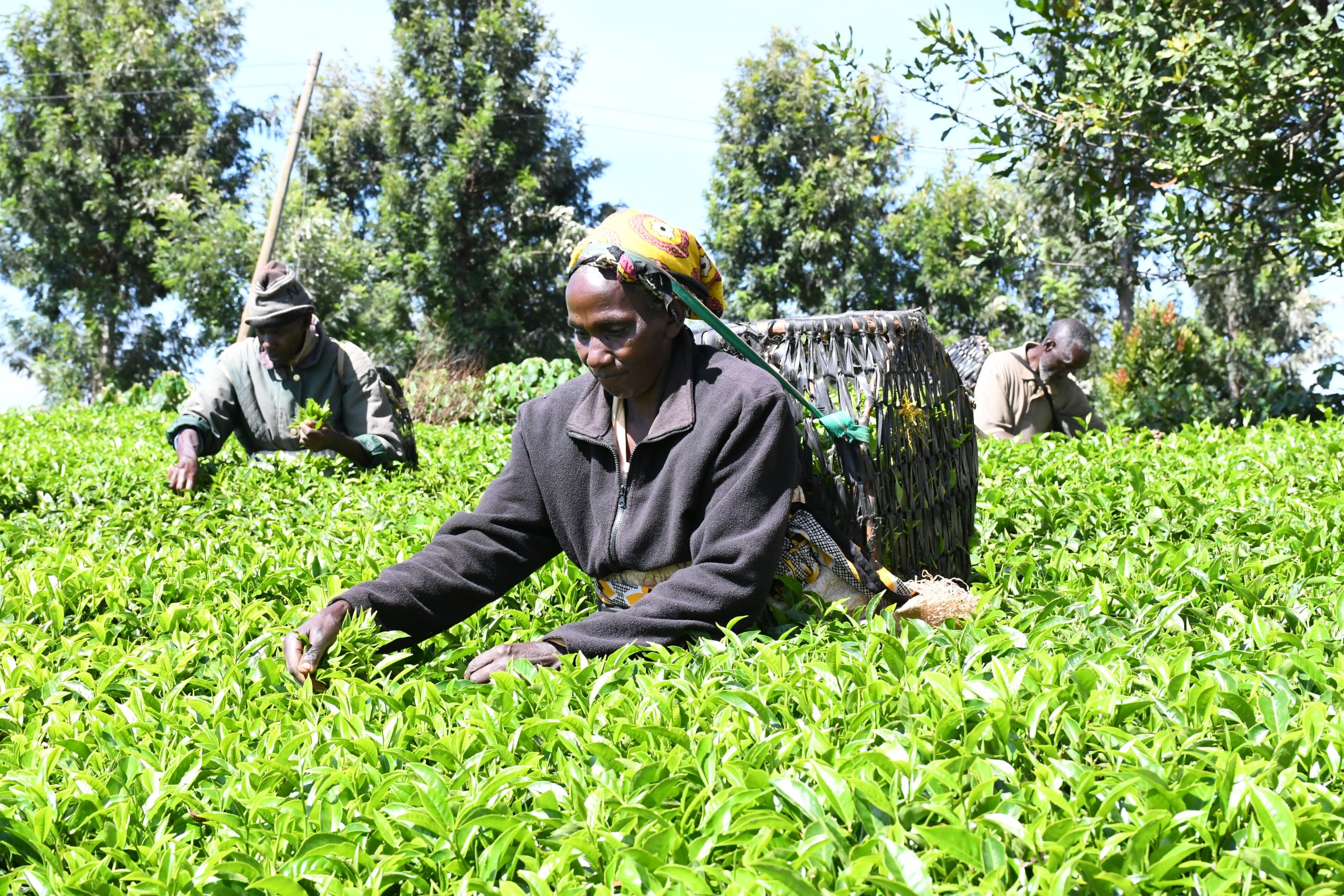 Kenyan tea factories to begin rejecting poor quality leaves