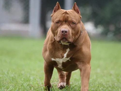 eThekwini Council calls for urgent review of dangerous dog by-laws after deadly Durban attack
