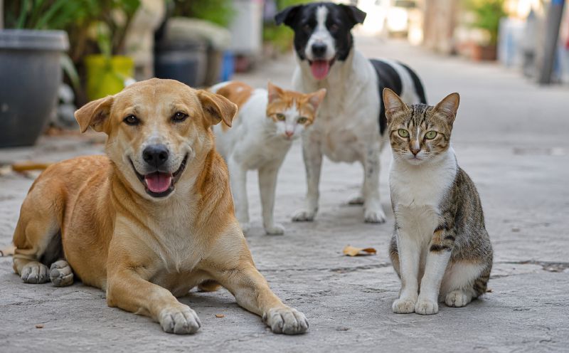 Sultan Sharafuddin calls for compassion towards animals, including strays and wildlife
