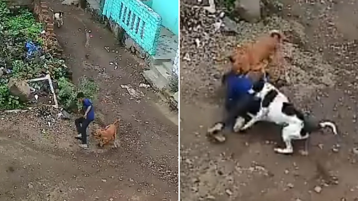 Video: 2 Stray Dogs Chase, Attack Child In Maharashtra’s Daulatabad; Boy Seriously Injured