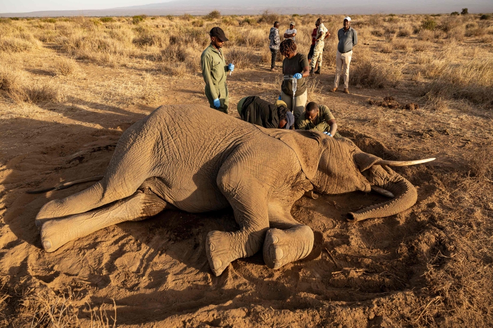 ‘How many will die?’: Mystery ailment stalks Kenya’s elephants
