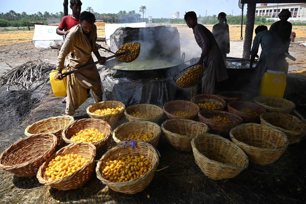 ‘Unbearable’ heat makes Pakistan’s date harvest a gruelling battle for workers