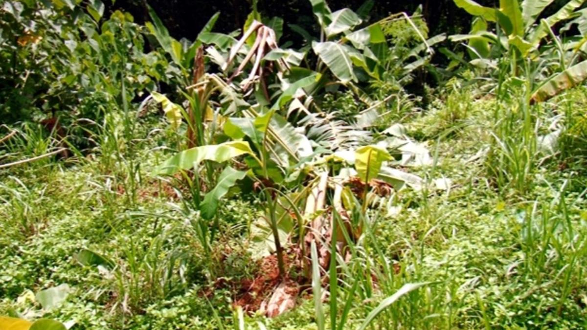 State-level conclave to discuss strategy to address human-wildlife conflict: Minister
