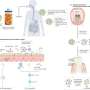 Turning fermented food into precision-nutrition for oral and gut health