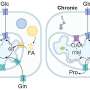 Mapping how metabolism rewires protein function in cancer