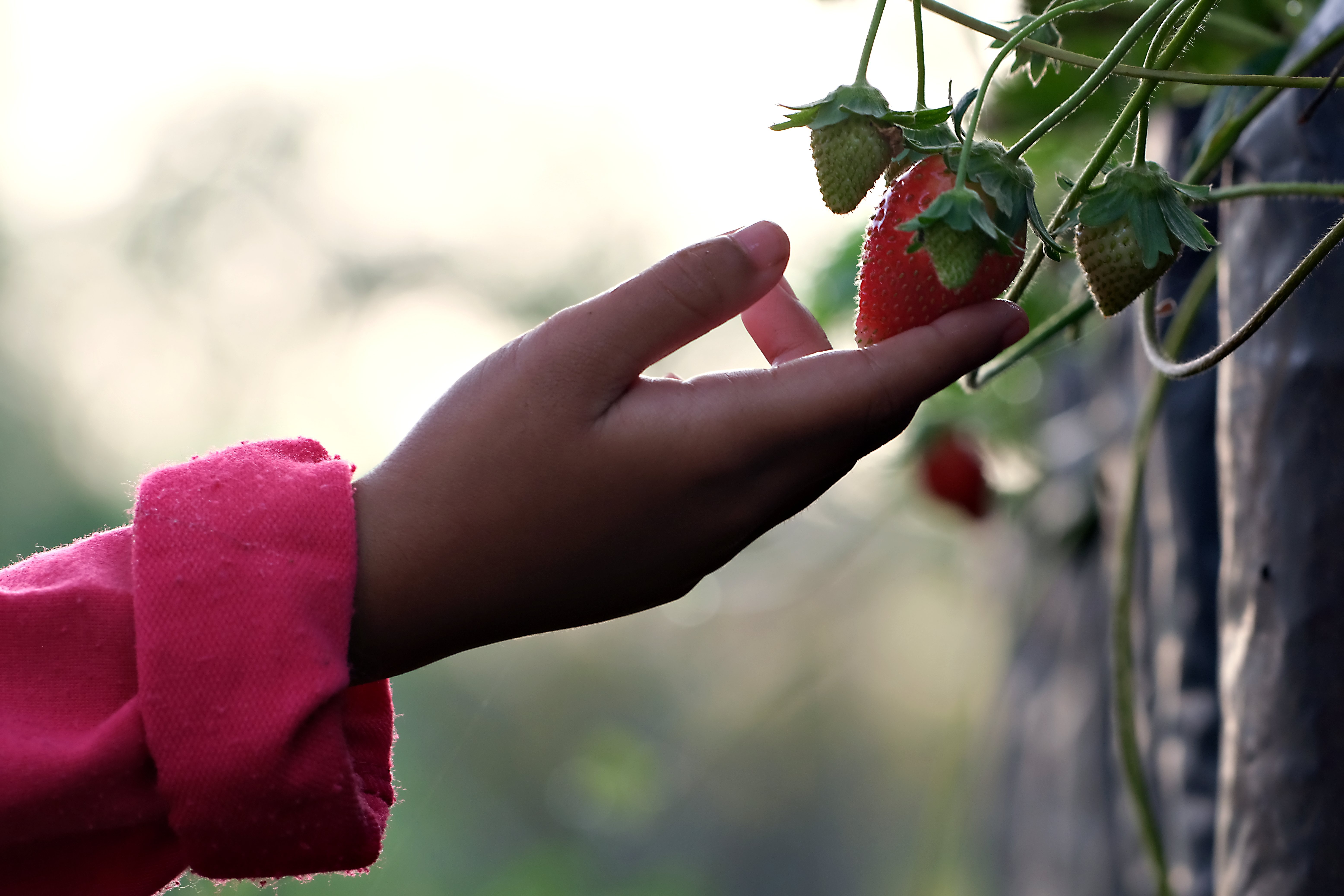 What If Your Prompt Could Feed Someone a Strawberry?