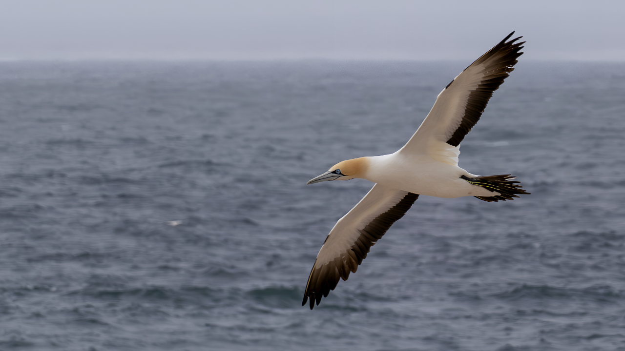 Thirty young seabirds left an island, all heading to the same sea hotspot