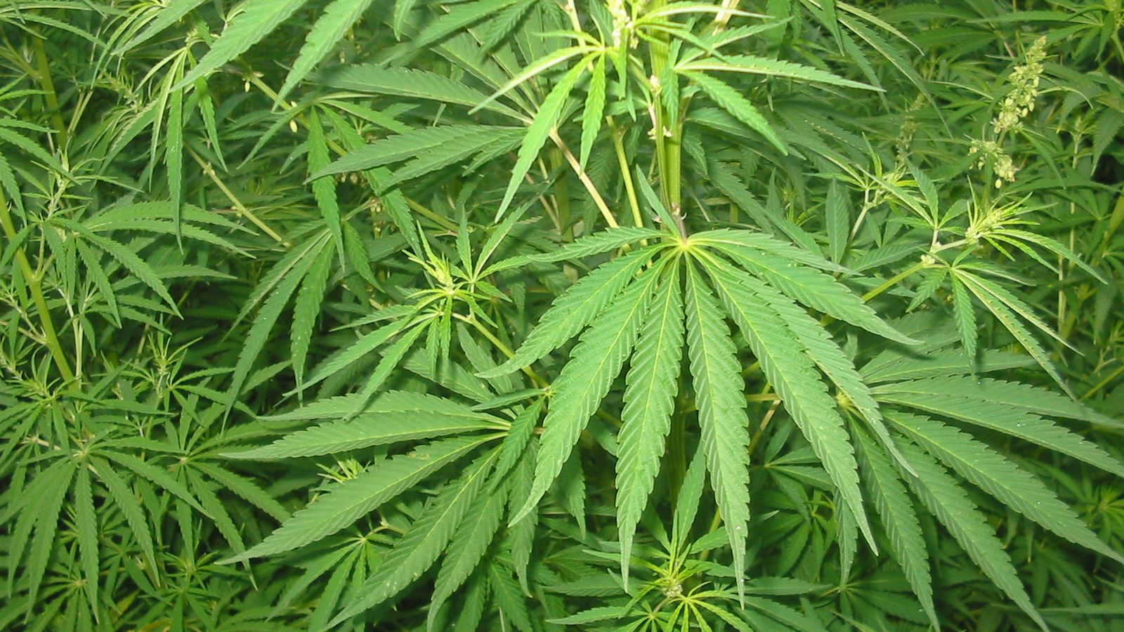 Odisha’s cannabis conundrum: Mafias keep planting weed on unused govt land