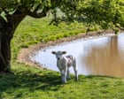 How England’s brutal summer heat is affecting farm animals and crops