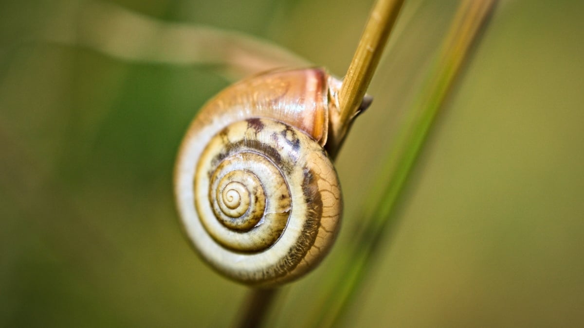 Snails Carry a Surprising Record of Extreme Weather on Their Backs