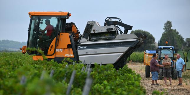 "In forty-eight years of work, I've never seen this": the heatwave is bringing the grape harvest forward and causing fears of low yields