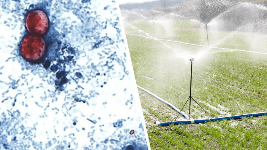 How many people actually have cyclosporiasis? Why it's so hard to track