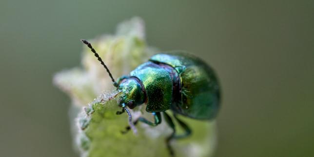 'I loved all the strange, beautiful behaviors': How a passion for insects is born