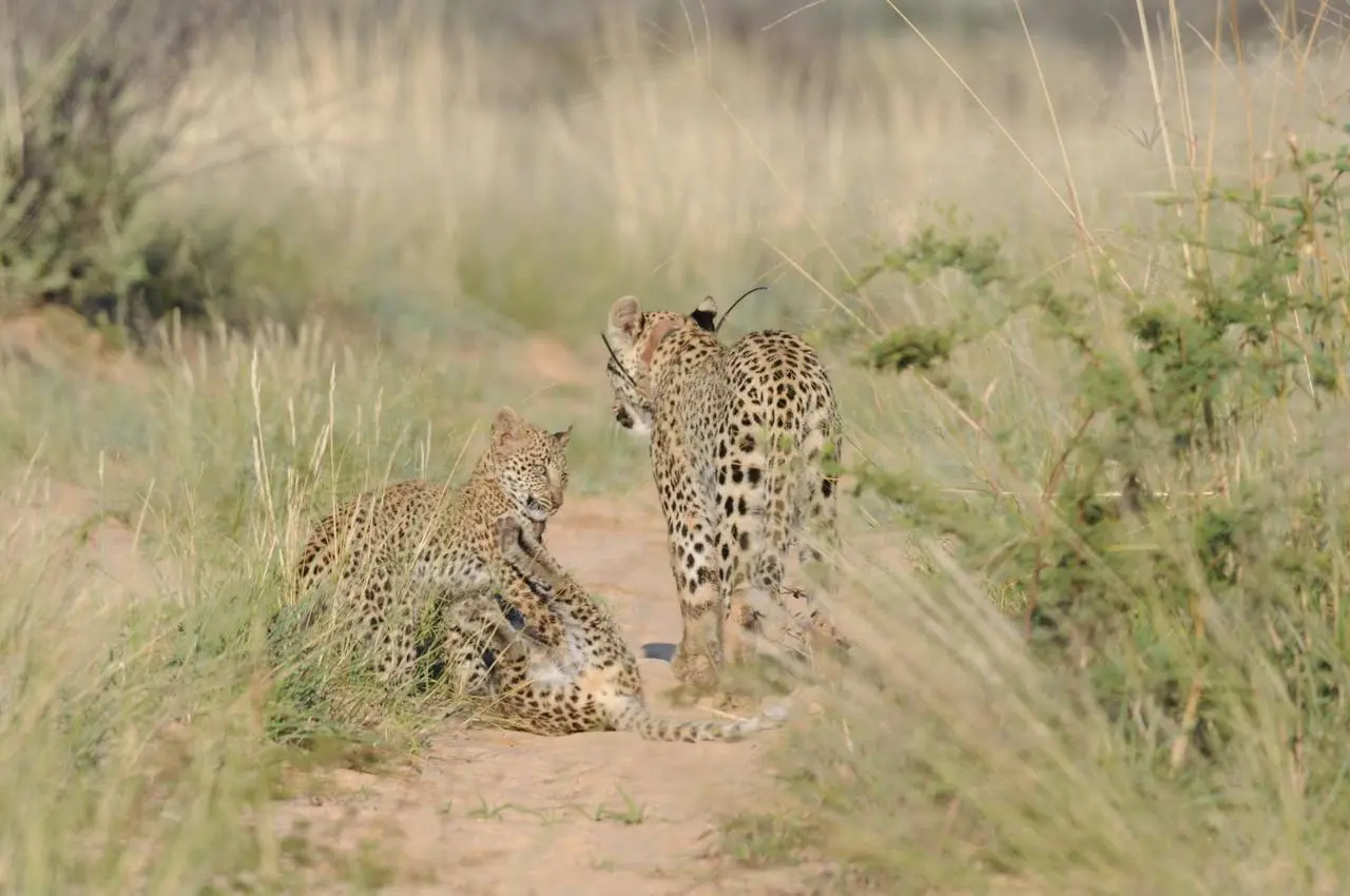 SA’s leopard population remains uncertain as new strategy weighs conservation and hunting