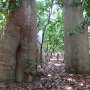 Genetic analysis reveals new species of endangered baobab tree in Madagascar