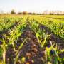US could exhaust domestic phosphorus within 40 years, but waste offers reserves