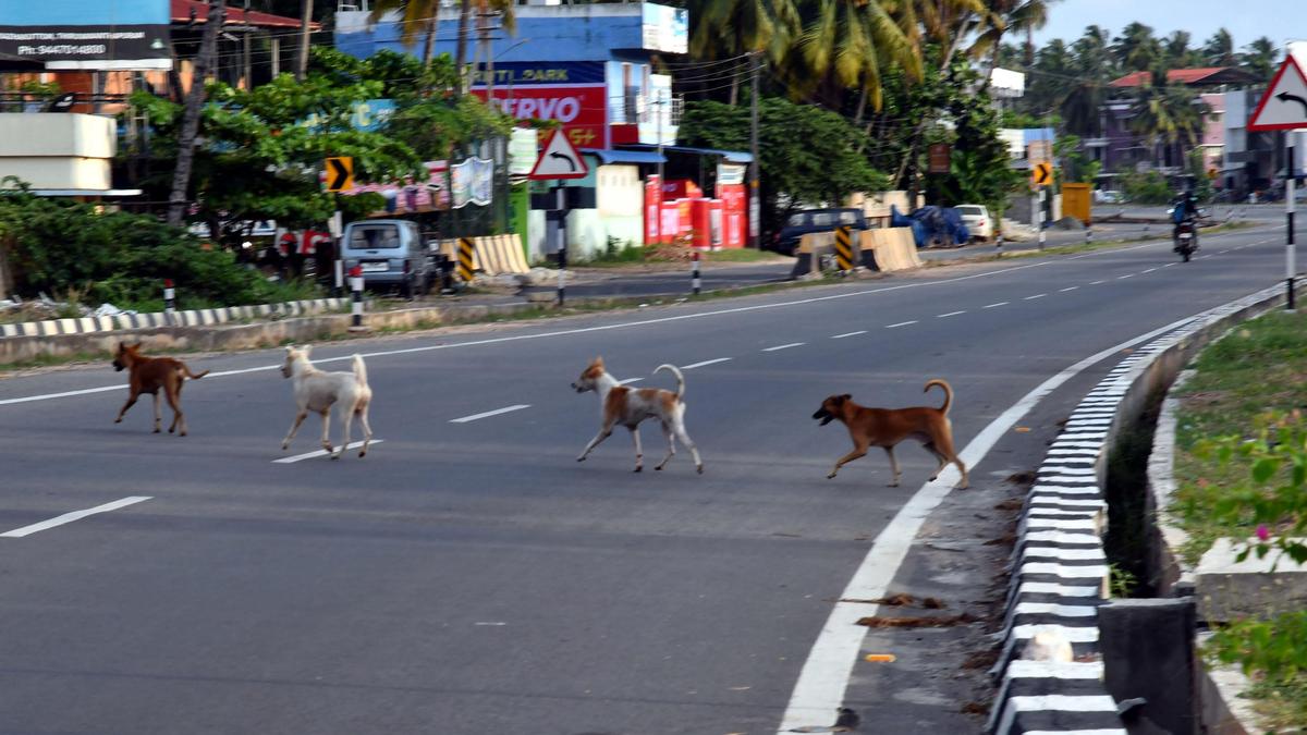 NHAI seeks modification of SC order directing it remove strays from highways