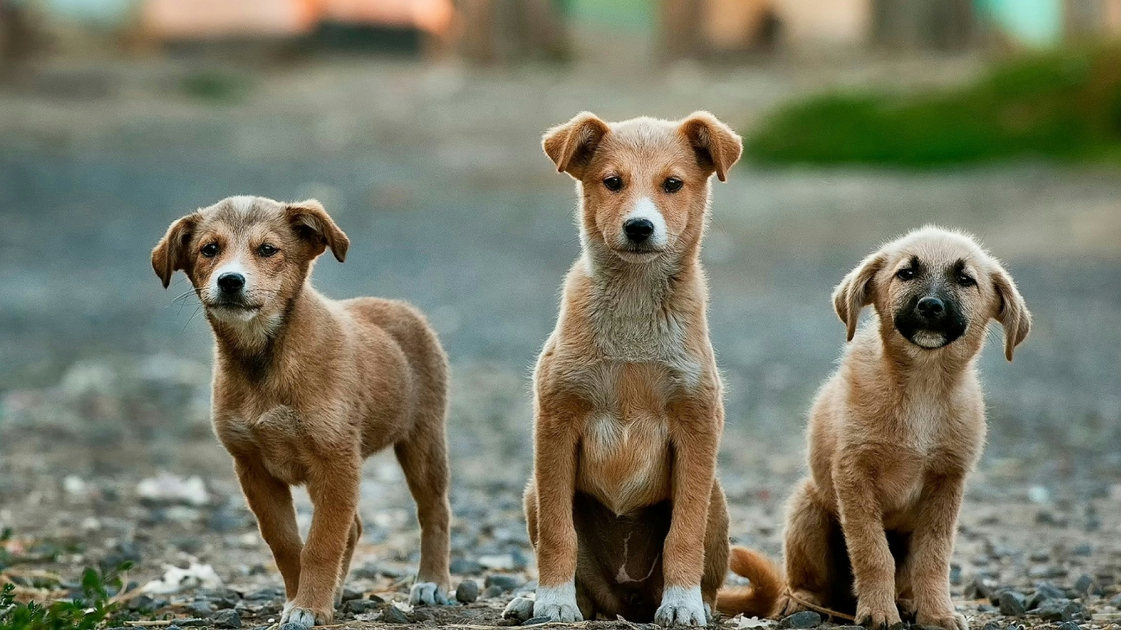 ‘Trust before training’: How to help a rescued dog settle into your home