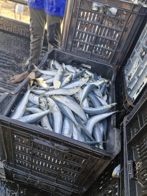 Pilchard herpesvirus confirmed in sardines as cause of mass deaths remains under investigation