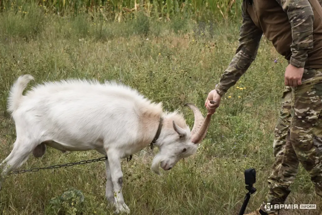 A stray goat named Borka has become the Spartan Brigade’s mascot after 18 months on the front lines in Donetsk Oblast
