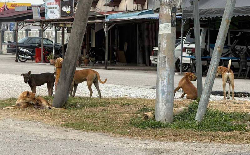 Stray dog fears persist in Batu Pahat