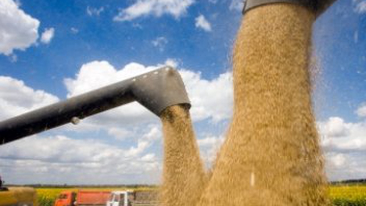 Over half of export-bound harvest may stay in Ukraine – ministry