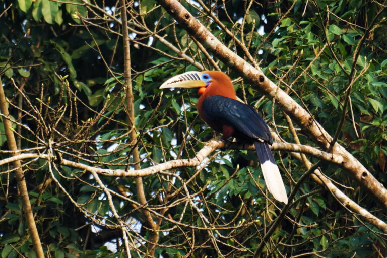 New study reveals the genetic history – and possible future – of four Asian hornbills