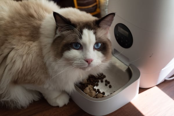5 popular automatic pet feeders, ranked by Consumer Reports