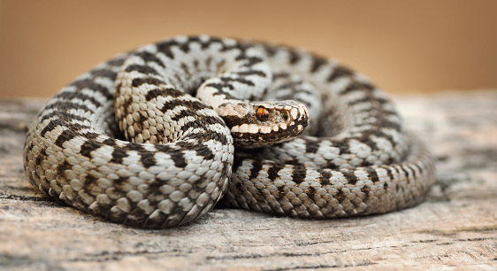 How Vipers Got Their Venom